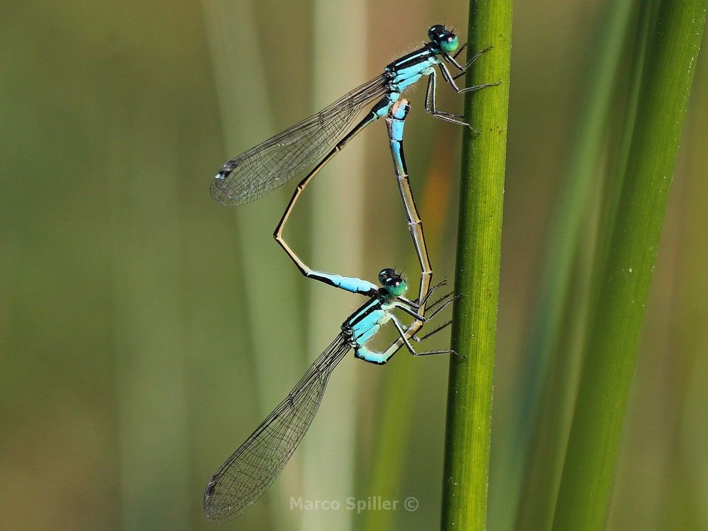 Ischnura elegans - copula